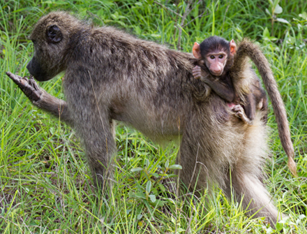 Baby climbing